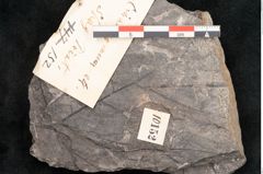 Foto (Objekt + Etikett) von Cinnamomum intermedium Ettingshausen (NHMW-GEO-2024-0188-10152)